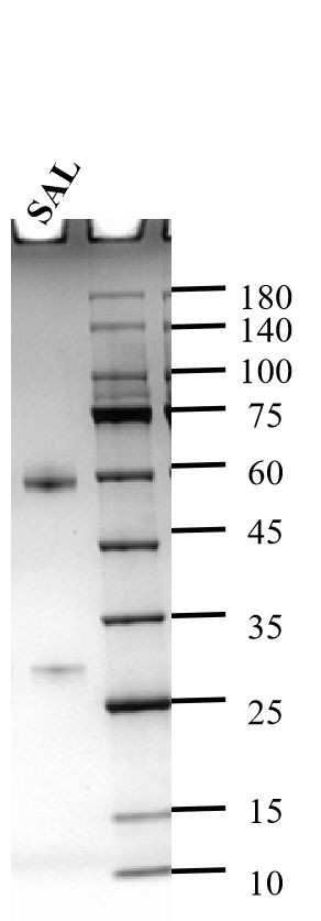 Salbutamol Antibody in SDS-PAGE (SDS-PAGE)