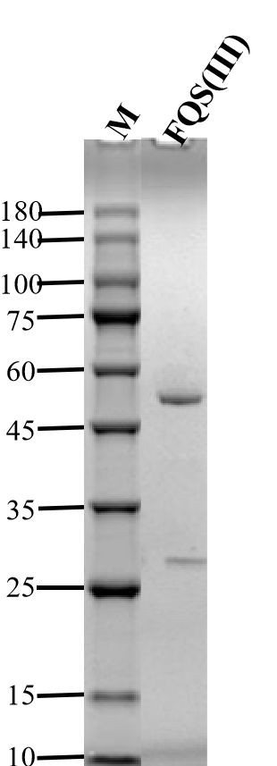 Fluoroquinolone 3 Antibody in SDS-PAGE (SDS-PAGE)