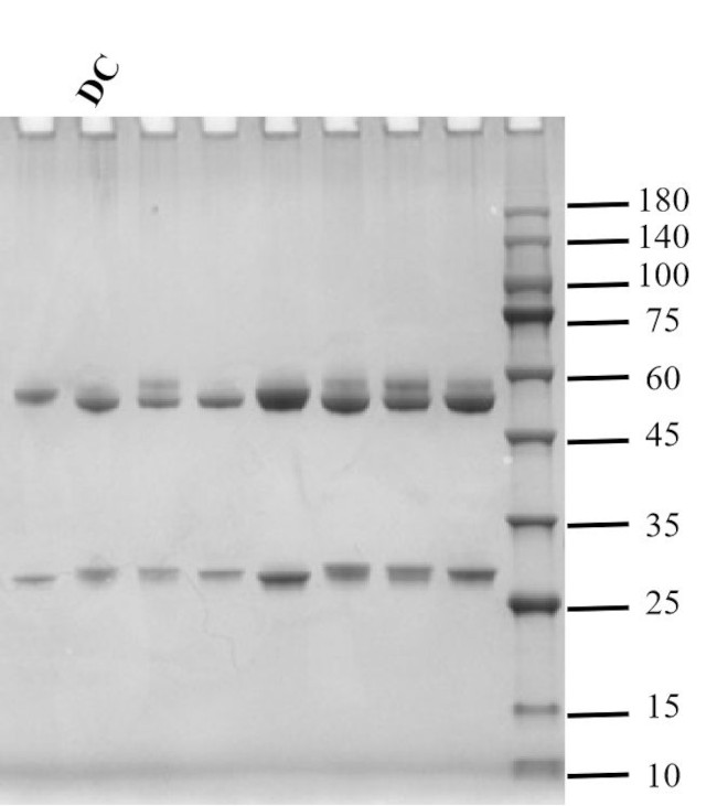 Diclofenac Antibody in SDS-PAGE (SDS-PAGE)