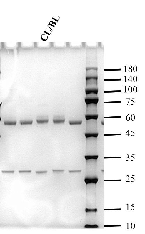 Clenbuterol Antibody in SDS-PAGE (SDS-PAGE)