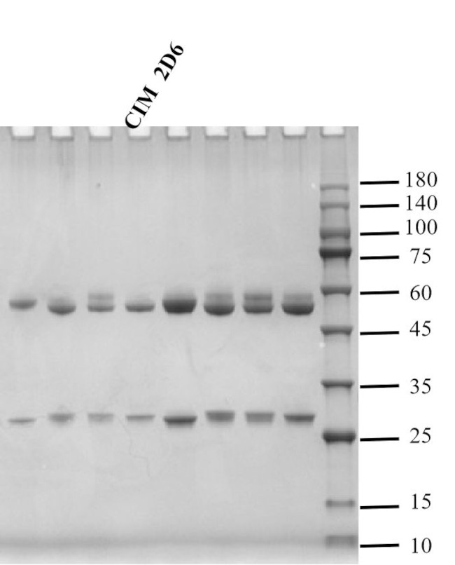 Cimaterol Antibody in SDS-PAGE (SDS-PAGE)