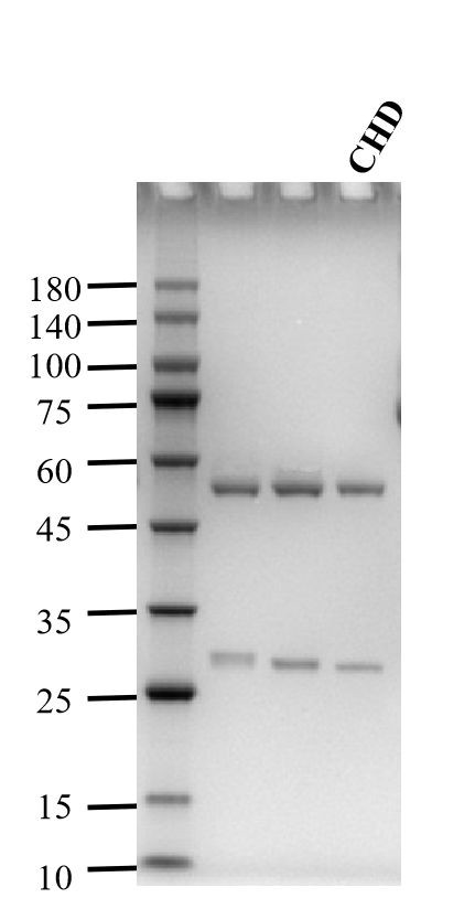 Cyproheptadine Antibody in SDS-PAGE (SDS-PAGE)