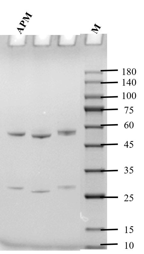 Apramycin Antibody in SDS-PAGE (SDS-PAGE)