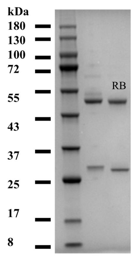 Rhodamine B Antibody in SDS-PAGE (SDS-PAGE)