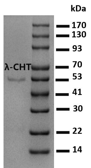 Lambda-Cyhalothrin Antibody in SDS-PAGE (SDS-PAGE)