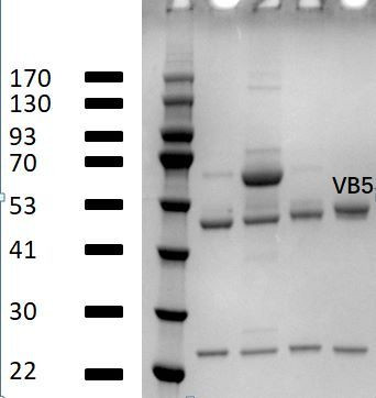Vitamin B5 Antibody in SDS-PAGE (SDS-PAGE)