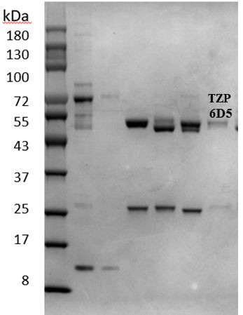 Triazophos Antibody in SDS-PAGE (SDS-PAGE)