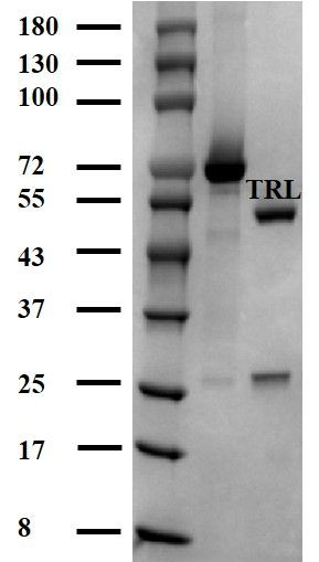 FK506 Antibody in SDS-PAGE (SDS-PAGE)