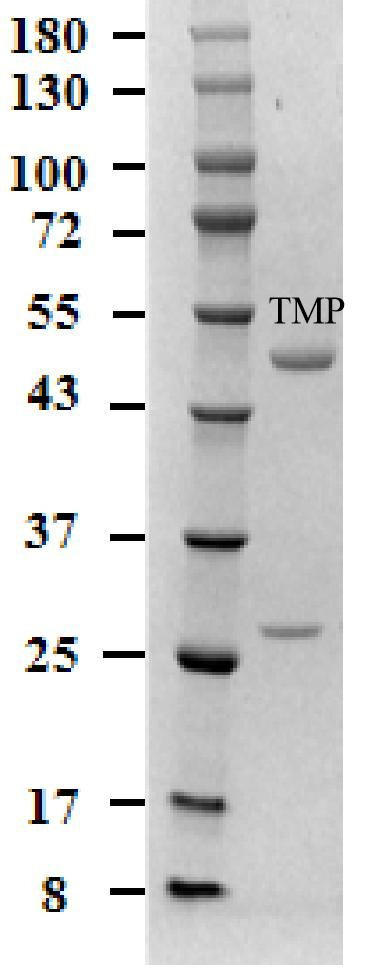 Trimethoprim Antibody in SDS-PAGE (SDS-PAGE)