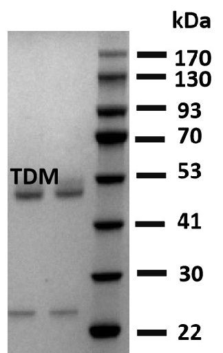 Triadimefon Antibody in SDS-PAGE (SDS-PAGE)