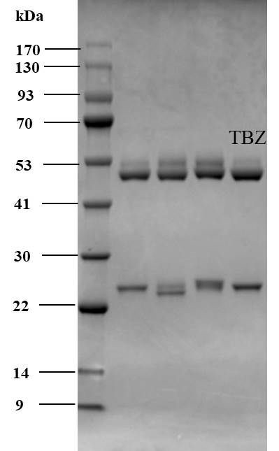 Tebuconazole Antibody in SDS-PAGE (SDS-PAGE)