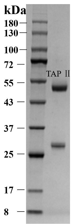 Thiamphenicol Antibody in SDS-PAGE (SDS-PAGE)