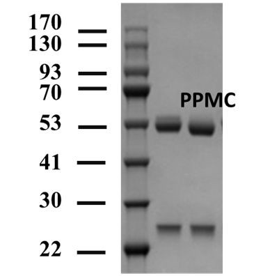 Propamocarb Antibody in SDS-PAGE (SDS-PAGE)