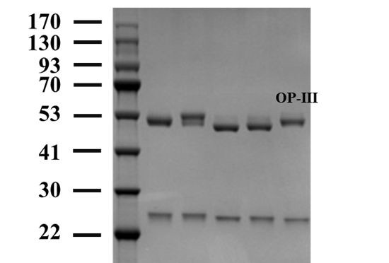 Organic phosphorus 3 Antibody in SDS-PAGE (SDS-PAGE)