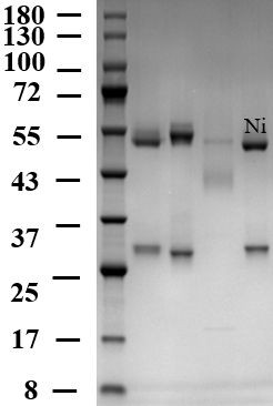 Nickel Antibody in SDS-PAGE (SDS-PAGE)