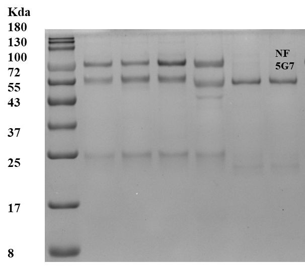 Nitrofen Antibody in SDS-PAGE (SDS-PAGE)