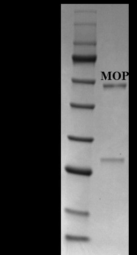 Morphine Antibody in SDS-PAGE (SDS-PAGE)