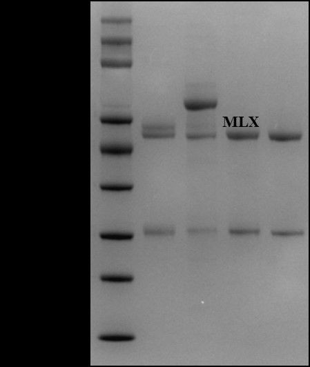 Meloxicam Antibody in SDS-PAGE (SDS-PAGE)