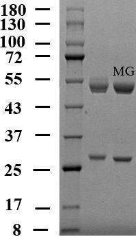 Malachite green Antibody in SDS-PAGE (SDS-PAGE)