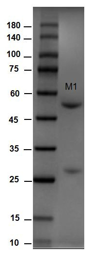 Aflatoxin M1 Antibody in SDS-PAGE (SDS-PAGE)