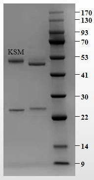 Kitasamycin Antibody in SDS-PAGE (SDS-PAGE)
