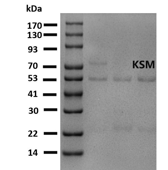 Kresoxim-methyl Antibody in SDS-PAGE (SDS-PAGE)