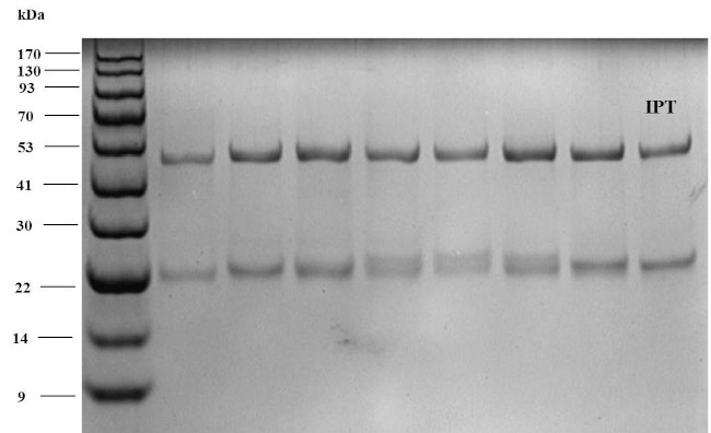 Isoprothiolane Antibody in SDS-PAGE (SDS-PAGE)