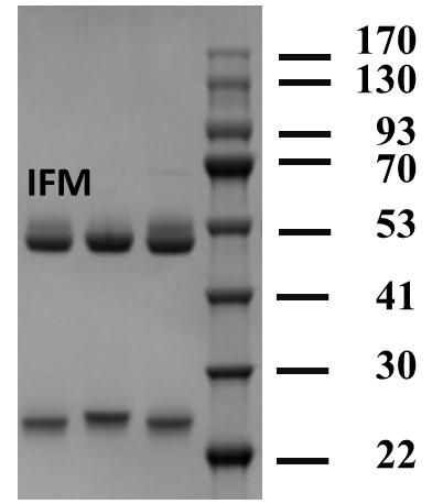 Isofenphos-methyl Antibody in SDS-PAGE (SDS-PAGE)