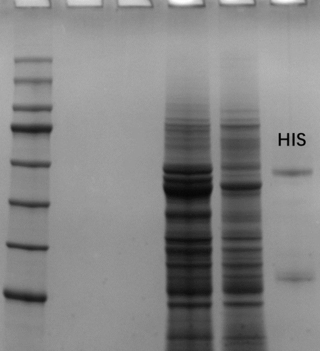 Histamine Antibody in SDS-PAGE (SDS-PAGE)