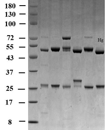 Mercury Antibody in SDS-PAGE (SDS-PAGE)