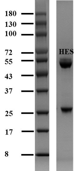 Hexestrol Antibody in SDS-PAGE (SDS-PAGE)