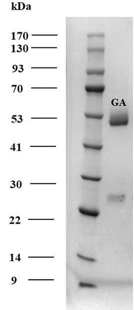 Gibberellic acid Antibody in SDS-PAGE (SDS-PAGE)