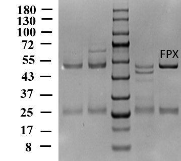 Fluxapyroxad Antibody in SDS-PAGE (SDS-PAGE)