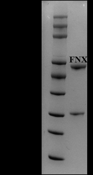 Flunixin Antibody in SDS-PAGE (SDS-PAGE)