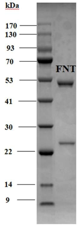 Fenitrothion Antibody in SDS-PAGE (SDS-PAGE)
