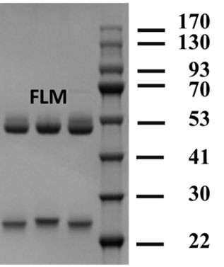 Flumetralin Antibody in SDS-PAGE (SDS-PAGE)