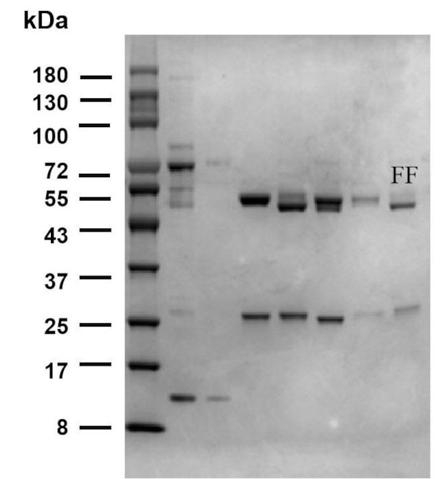 Florfenicol Antibody in SDS-PAGE (SDS-PAGE)