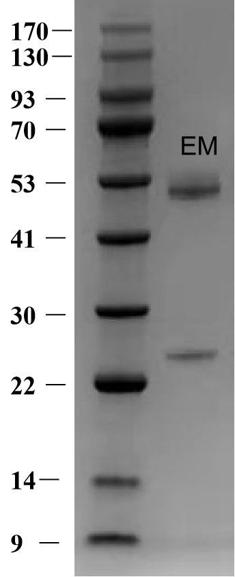 Erythromycin Antibody in SDS-PAGE (SDS-PAGE)