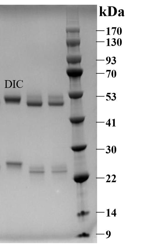 Diclazuril Antibody in SDS-PAGE (SDS-PAGE)