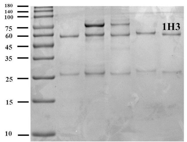 Digoxin Antibody in SDS-PAGE (SDS-PAGE)