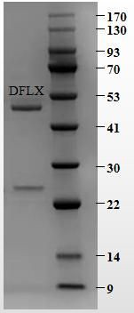 Difloxacin Antibody in SDS-PAGE (SDS-PAGE)