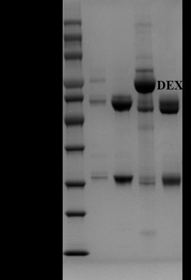 Dexamethasone Antibody in SDS-PAGE (SDS-PAGE)