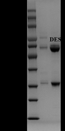 Diethylstilbestrol Antibody in SDS-PAGE (SDS-PAGE)