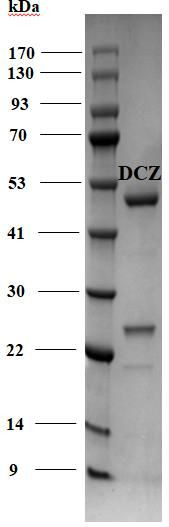 Difenoconazole Antibody in SDS-PAGE (SDS-PAGE)