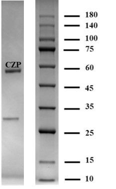 Clonazepam Antibody in SDS-PAGE (SDS-PAGE)