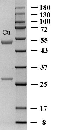 Copper Antibody in SDS-PAGE (SDS-PAGE)