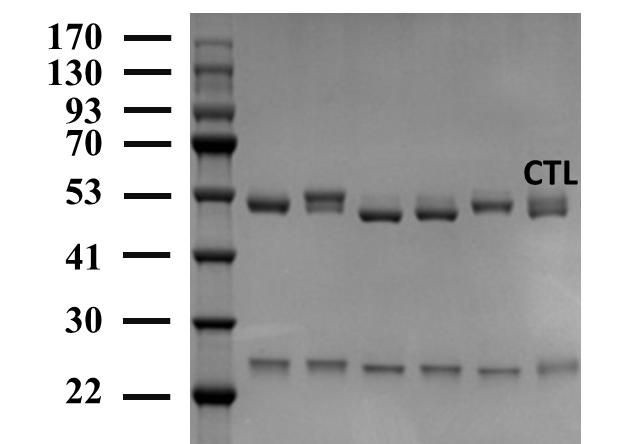 Chlorothalonil Antibody in SDS-PAGE (SDS-PAGE)