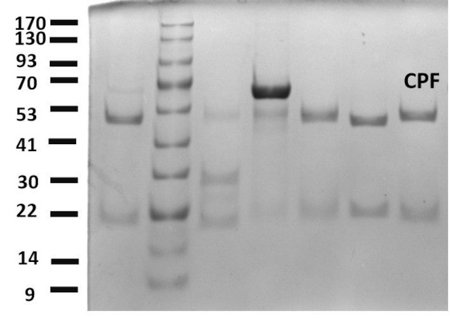 Chlorpyrifos Antibody in SDS-PAGE (SDS-PAGE)