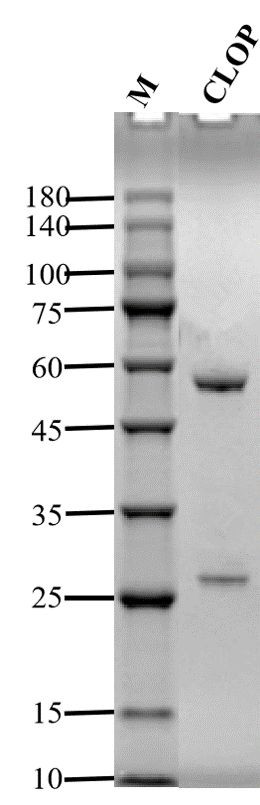 Clopidol Antibody in SDS-PAGE (SDS-PAGE)