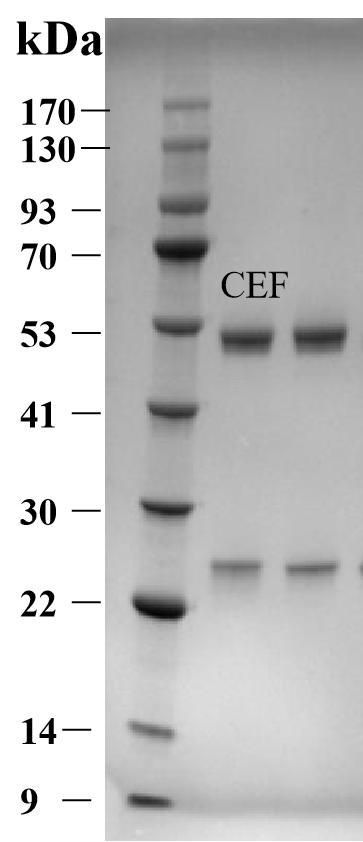 Ceftiofur Antibody in SDS-PAGE (SDS-PAGE)